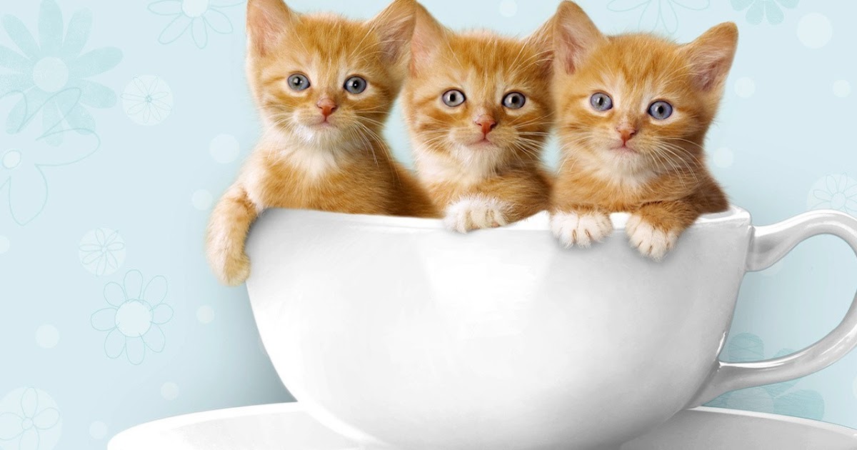 Gambar Kucing Terlucu Gambar V Gambar Kucing Terlucu Gambar V