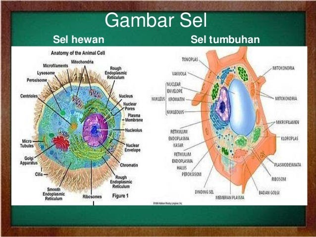 26 Gambar Sel Hewan Dan Tumbuhan  Istimewa 