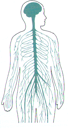 This system consists of all the neuron cell bodies and processes located outside the brain and spinal cord. Nervous Ms Gallagher S Classroom