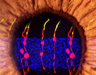 Scientists reverse congenital blindness in mouse model