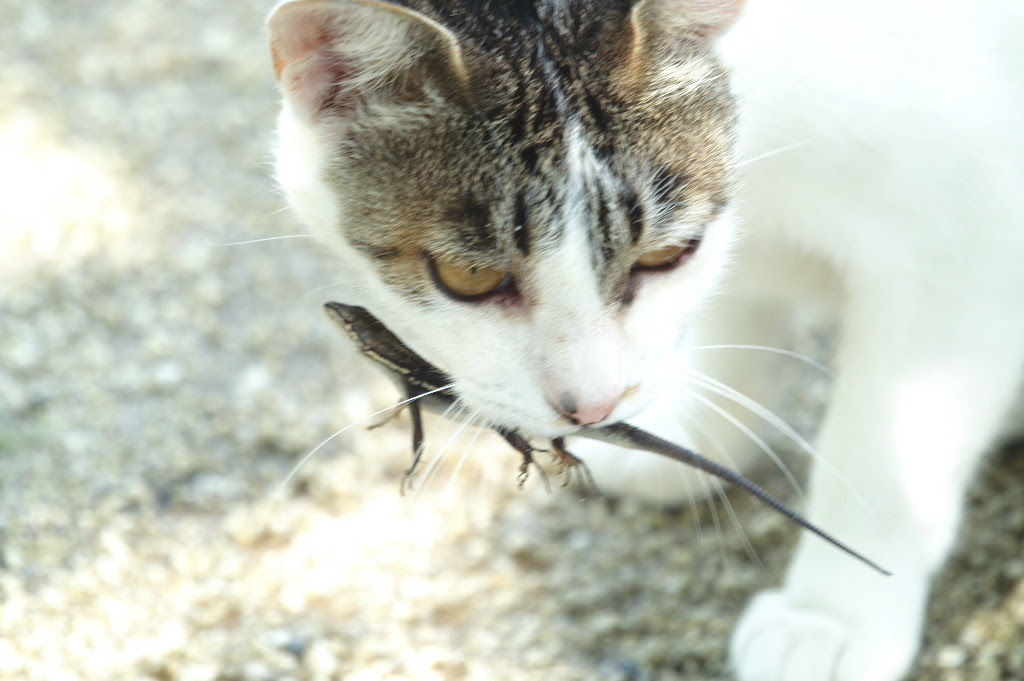猫 獲物 持ってくる 壁紙画像マンガ