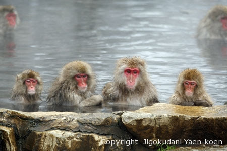 Japan Image 猿 温泉 かわいい