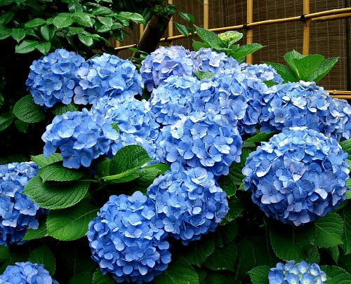 Plant your hydrangeas at the depth they're at in their pot. Hydrangea Identification Garden Fundamentals