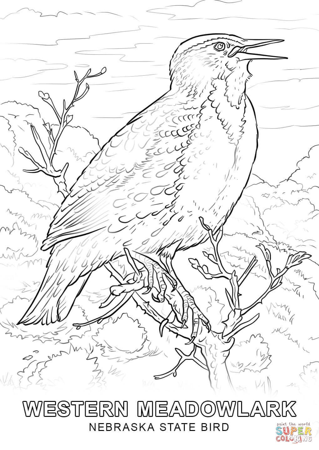 Flag nebraska coloring page inside state and maine. Nebraska State Bird Coloring Page Free Printable Coloring Pages