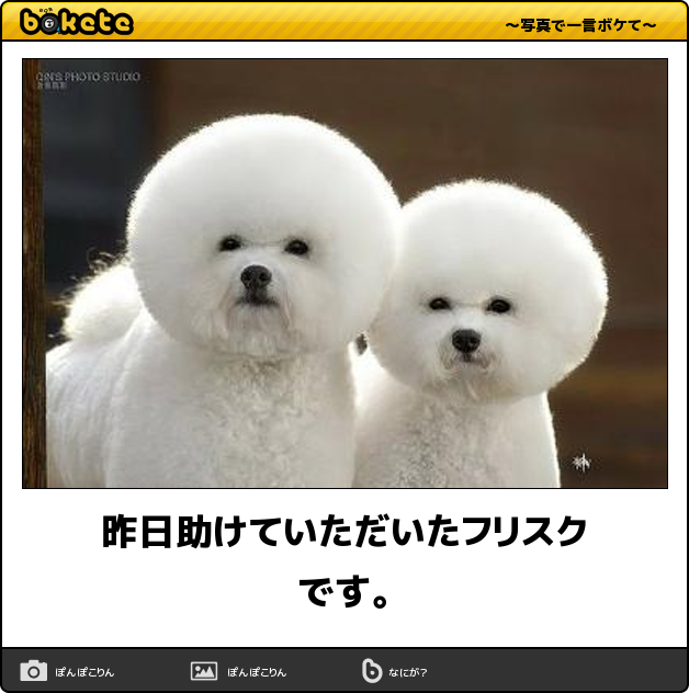 新しいコレクション 絶対 笑う 面白 画像 犬 絶対 笑う おもしろ 画像 犬 Freemuryof5hnea