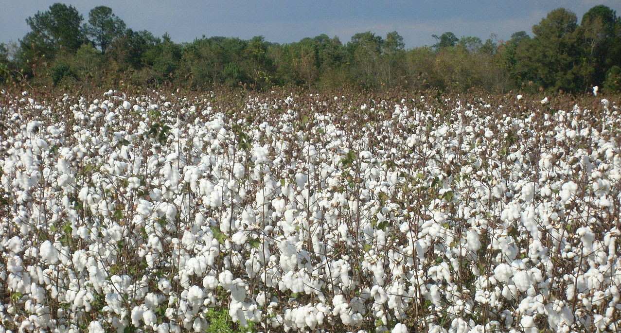 Abuse on Cotton Fields Persists Despite Change in Uzbek Policy