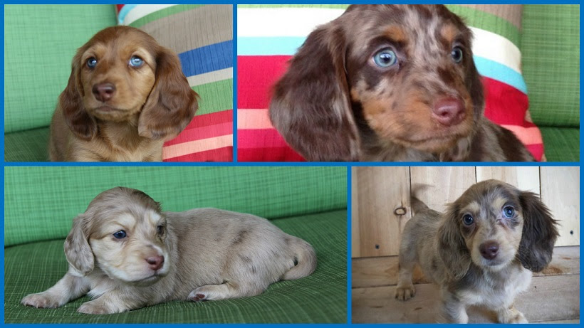 Maybe you would like to learn more about one of these? Akc Miniature Dachshunds In California Dapples Piebalds Blues Isabellas Chocolates Creams Longhair A Perfect Dachshund