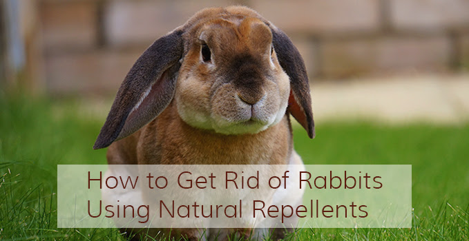 While rabbits can be fun pets, having too many of them can destroy your garden. How To Get Rid Of Rabbits Natural And Ultrasonic Rabbit Repellents