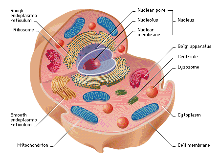 Here are some key terms to help you think, explore and search for similarities and significant differences that have become the characteristics of eukaryote (animal, plant) and prokaryotic (bacteria) cells. Generic Template