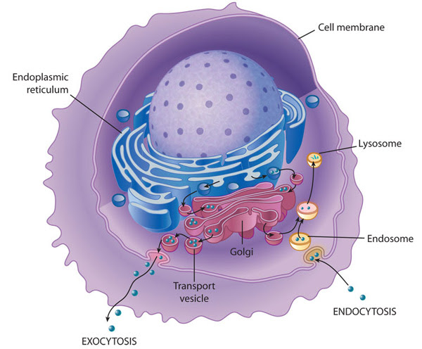 As the amino acids are. How Many Golgi Bodies Are In A Cell Socratic