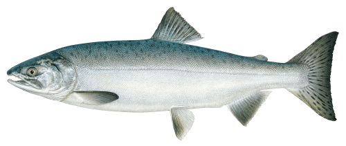 Pink Salmon Transparent Png Stickpng They must be uploaded as png files. stickpng