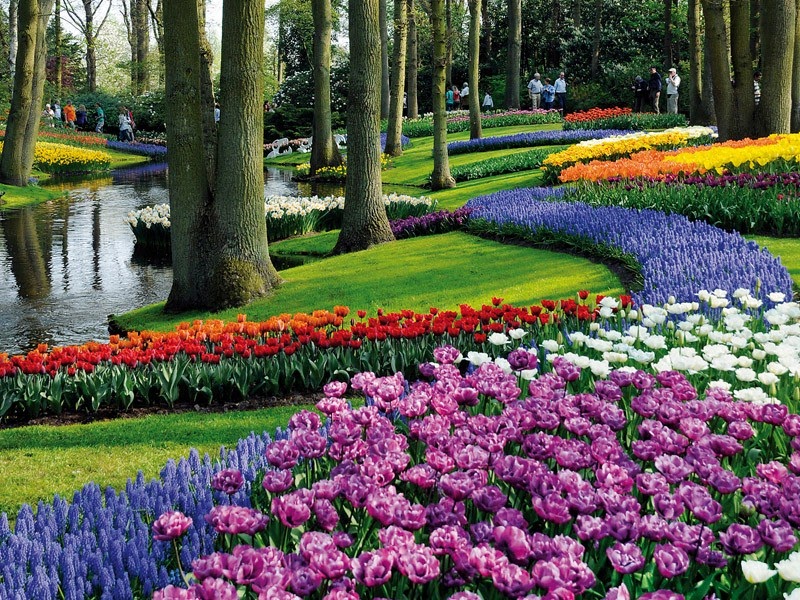 44 Gambar Taman  Bunga Tulip Belanda Terpopuler 