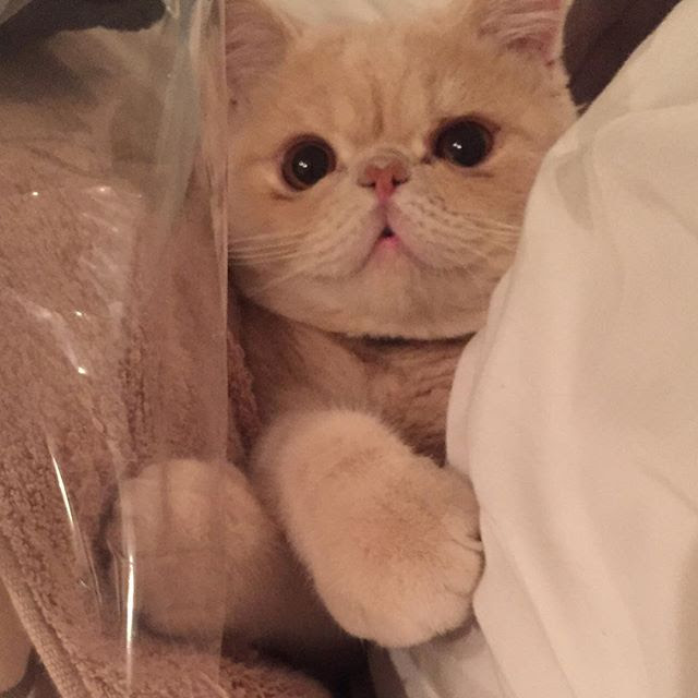 Netyasun マッシュ 猫 インスタ グラム