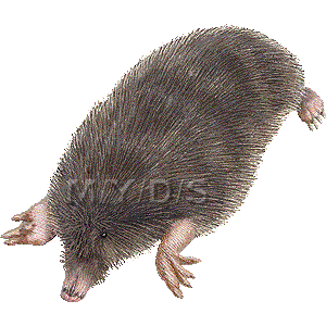 すべての動物の画像 ベストもぐら イラスト リアル