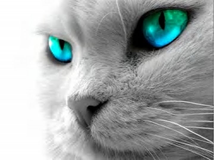 ディズニー画像ランド ベスト50 かっこいい 猫 壁紙 おしゃれ