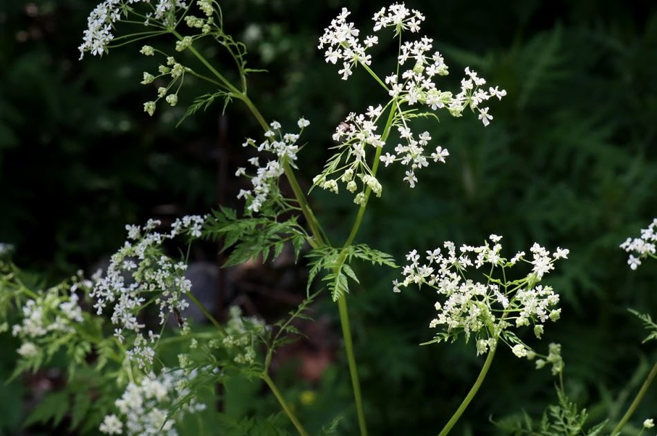 コンプリート セリ科の花 セリ科の花