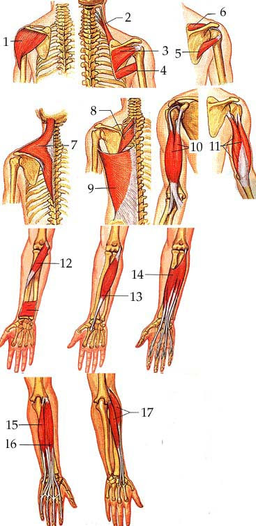 How skeletal muscles are named? Arm Leg Muscle Practice Test