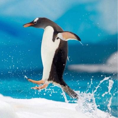 最高のイラスト画像 新鮮なペンギン 画像 フリー