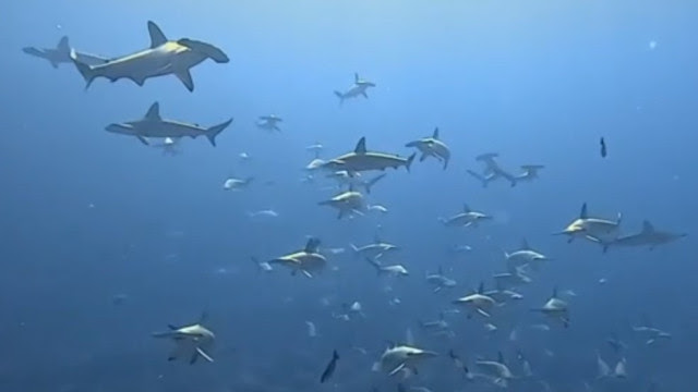 Grupo de 100 tubarões cerca mergulhadores em ilha do Japão