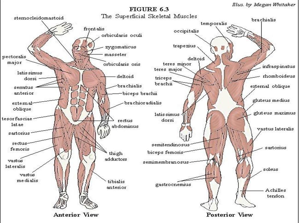 Muscle anatomy poster shows over 100 labeled muscles of anterior and posterior aspect of the human body including the deep muscles. Study Notes