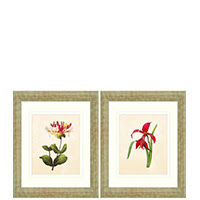 Framed botanical wall art 18x22 set of two