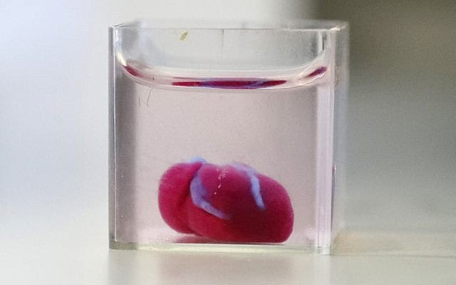 This photo taken on April 15, 2019 at the University of Tel Aviv shows a 3D print of heart with human tissue. (JACK GUEZ / AFP)