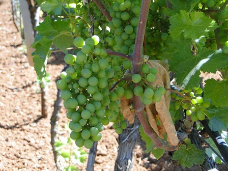 Grapes ripening in Medjugorje