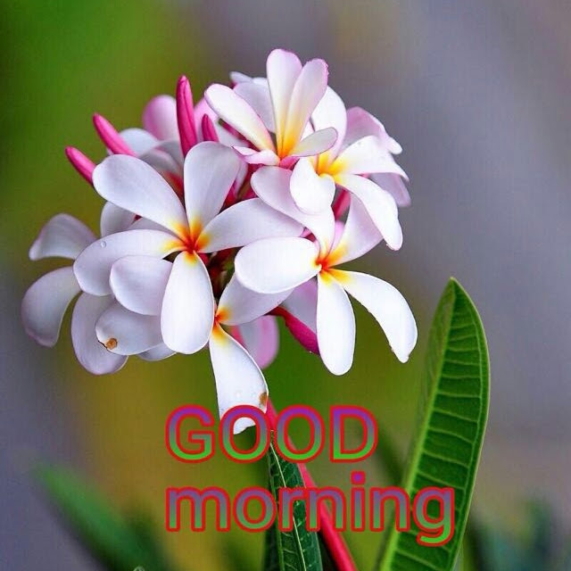 Free Download Good Morning White Flowers Naturesimagesart