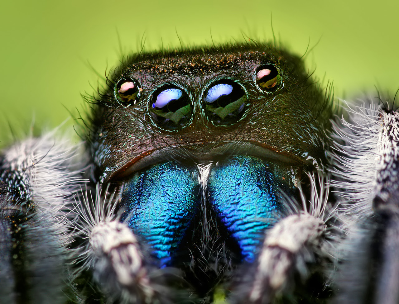 Its one bite has got the capacity to kill a human being. The False Black Widow Spider Becoming A Superhero Royal Society Of Biology Blog