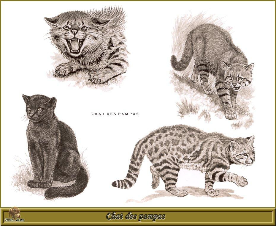 Fcjbevoficial colocolo is on facebook. Animal Art Robert Dallet Pampas Cat Oncifelis Colocolo íŒœíŒŒìŠ¤ê³ ì–'ì´