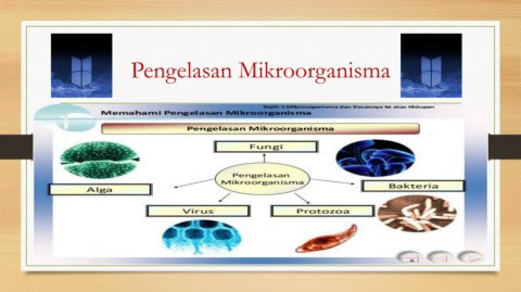 Kromosom kecil ini sering disebut plasmid. Buku Skrap Sains Flip Ebook Pages 1 7 Anyflip Anyflip