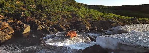 360° video, Bears of Kambalnaya river