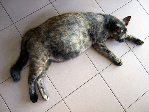 イメージカタログ すごい 子猫 お腹 パンパン