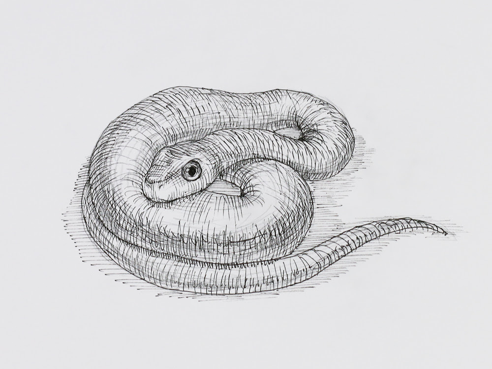 70以上 かっこいい 蛇 イラスト 描き 方 100 ケース イラスト画像アイデア