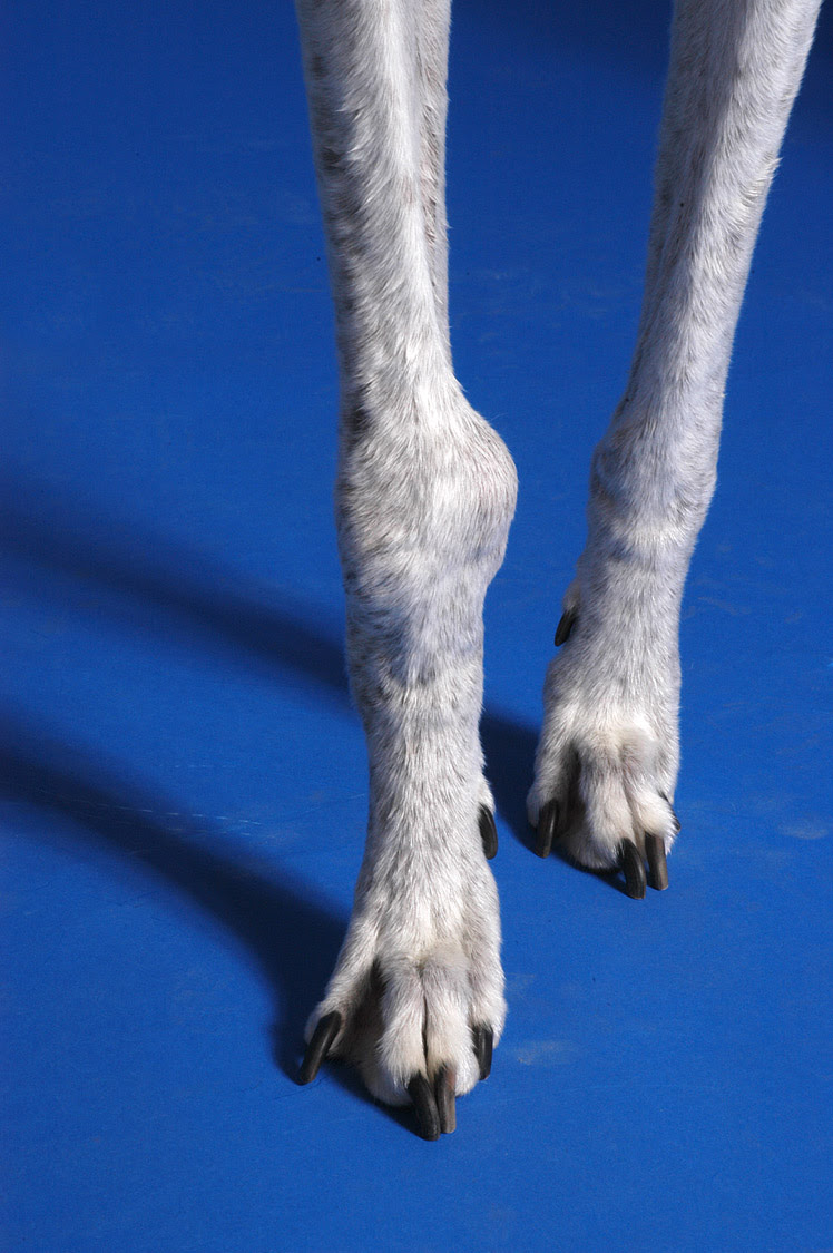 Surgery is the key component. Signs Of Osteosarcoma Bone Cancer In Dogs Pethelpful