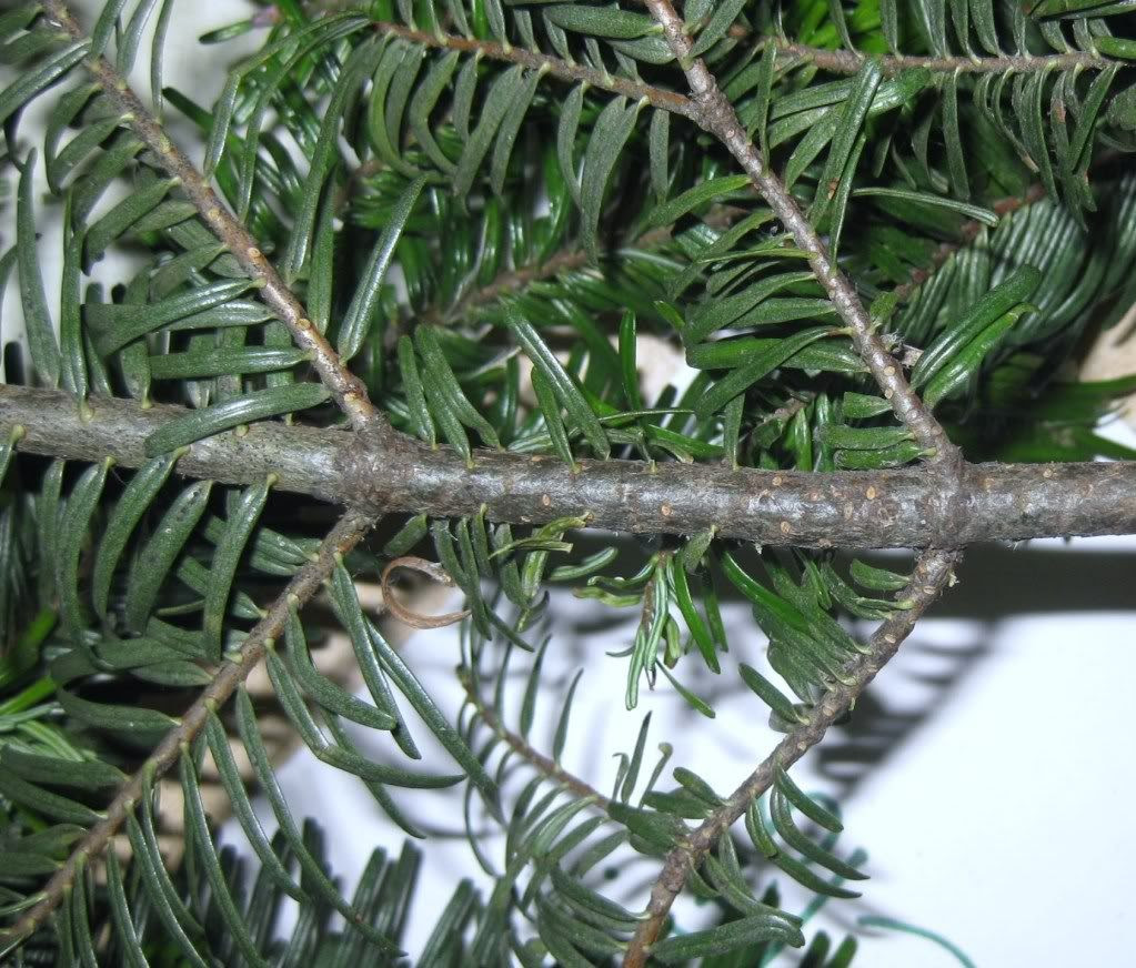UBC Biology 324 Blog: Lab 10 - Gymnosperms (Coniferales only)