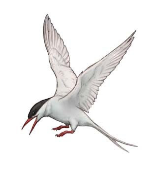 飛ん でる 鳥 イラスト リアル 美しい芸術