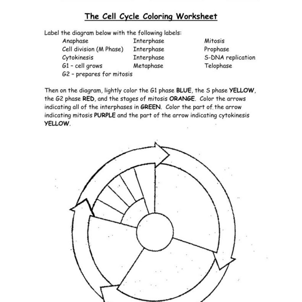 34 Cell Division Mitosis And Cytokinesis Worksheet Answers ...