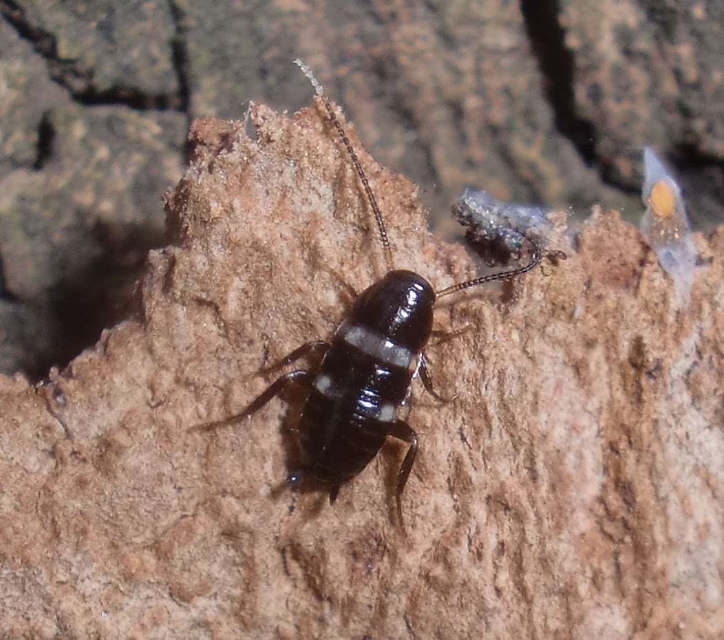 Japan Image ゴキブリ 赤ちゃん 似てる虫