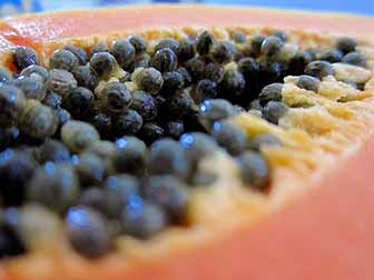 Papaya Seeds Pregnancy