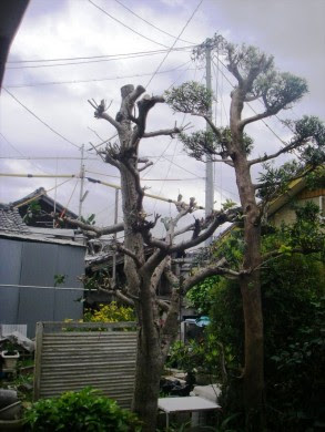 Japan Image キンモクセイ 剪定