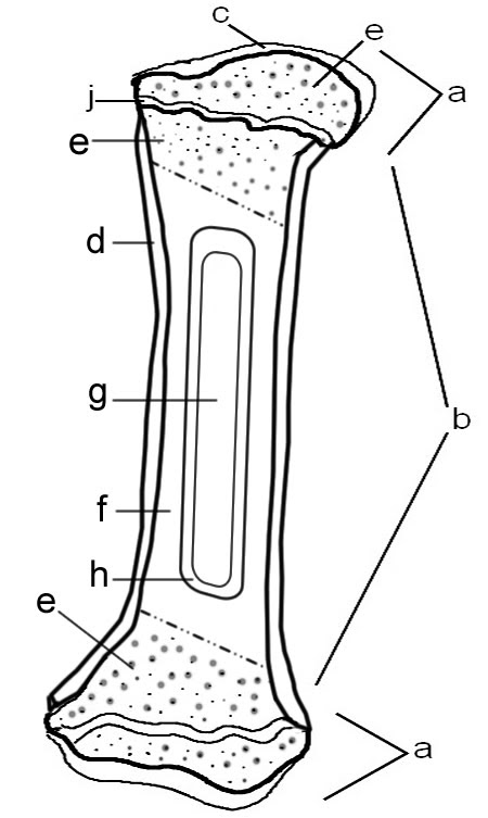 The structure of bone marrow constitutes of hematopoietic tissue islands and adipose cells surrounded by vascular sinuses interspersed within a meshwork of the vascular section contains blood vessels that supply the bone with nutrients and transport blood stem cells and formed mature blood cells. Label The Parts Of A Long Bone