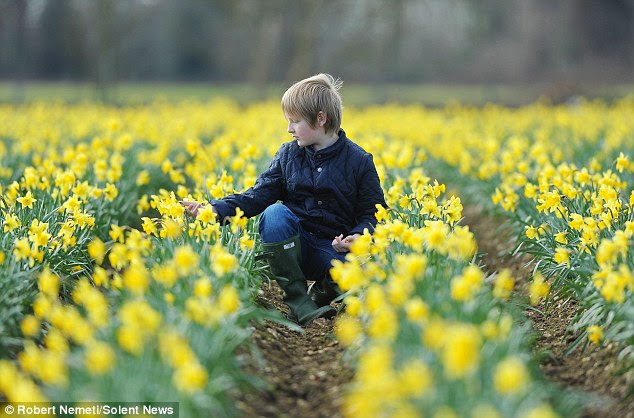 Sea of colour: Over the next few weeks staff at Hollam Nursery will have their work cut out as they harvest the huge crop