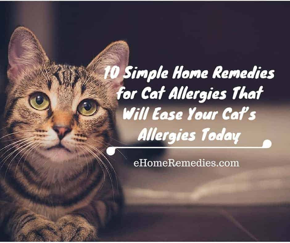 26 Top Images Natural Remedies For Cat Allergies In Humans / Grandmas Home Remedies For Health and Household