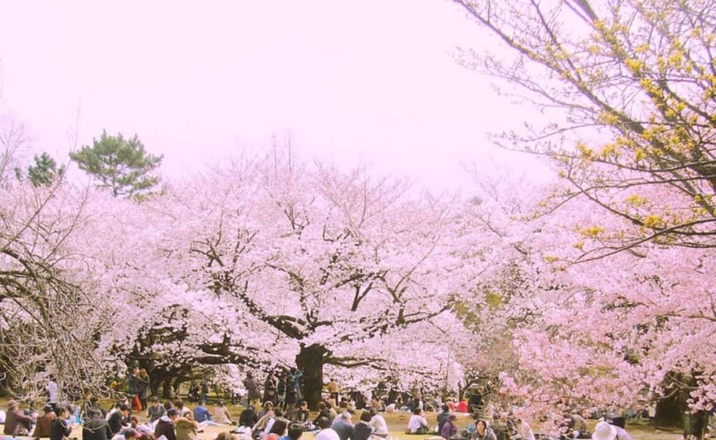  Musim  Bunga  Sakura  Mekar  Unduh video gratis ini tentang 