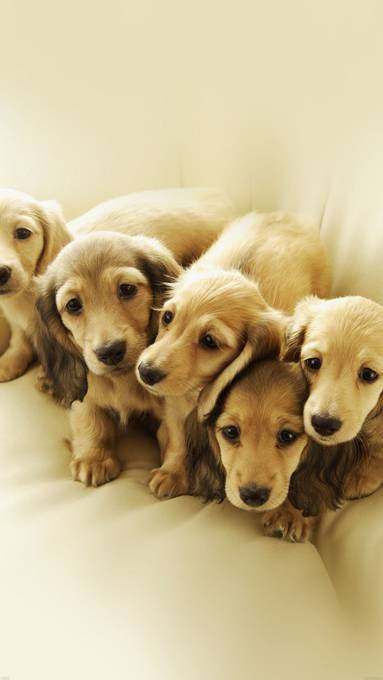 すべての美しい花の画像 50 犬 壁紙 Iphone