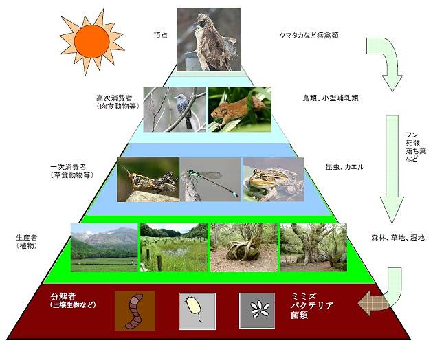 人気ダウンロード 食物 連鎖 ピラミッド 図 7804 食物 連鎖 ピラミッド 図