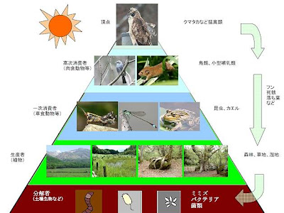 √70以上 イラスト 食物 連鎖 ピラミッド 動物 196624