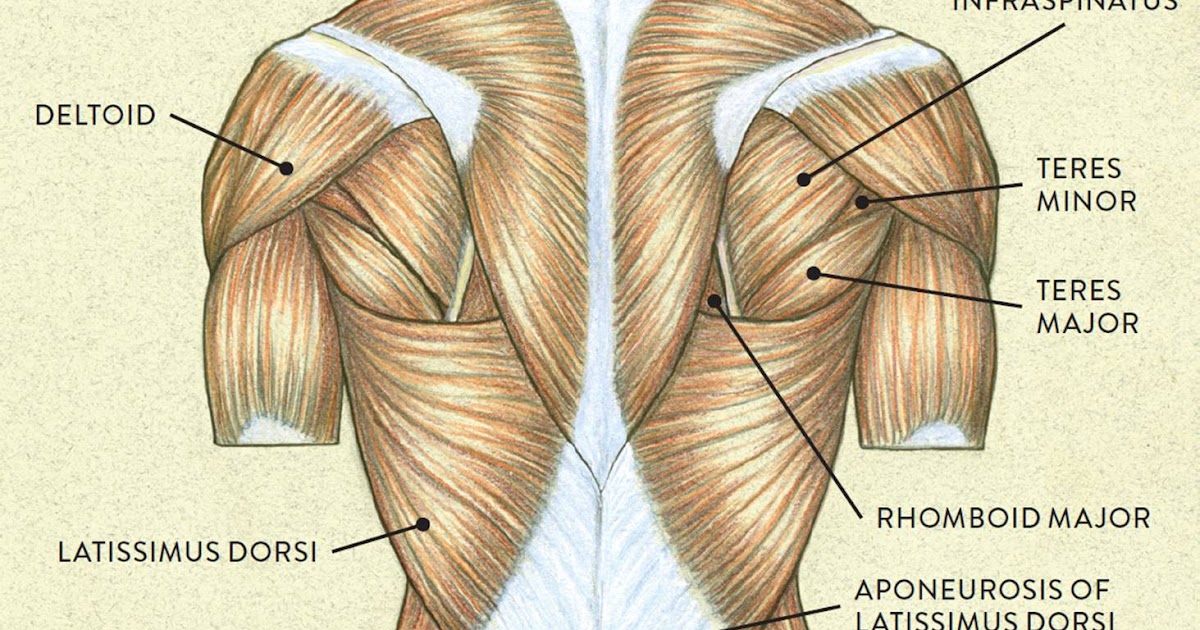 Shoulder Muscles Diagram Anterior / Muscles Of The ...