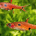 Kumpulan 9+ Contoh Gambar Ikan 2 Dimensi Terupdate